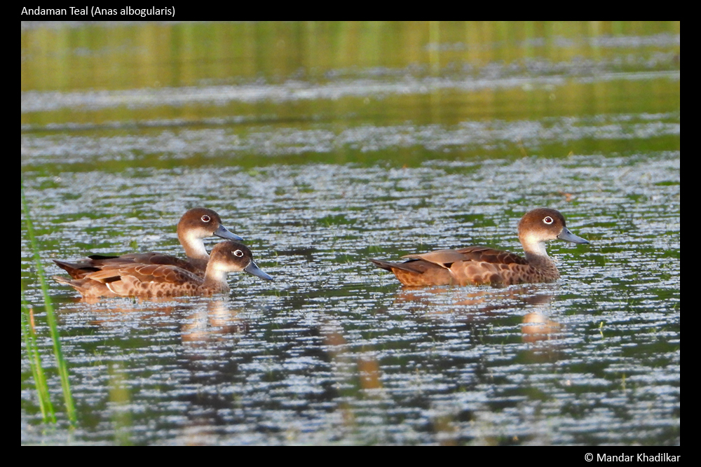 Andaman Teal